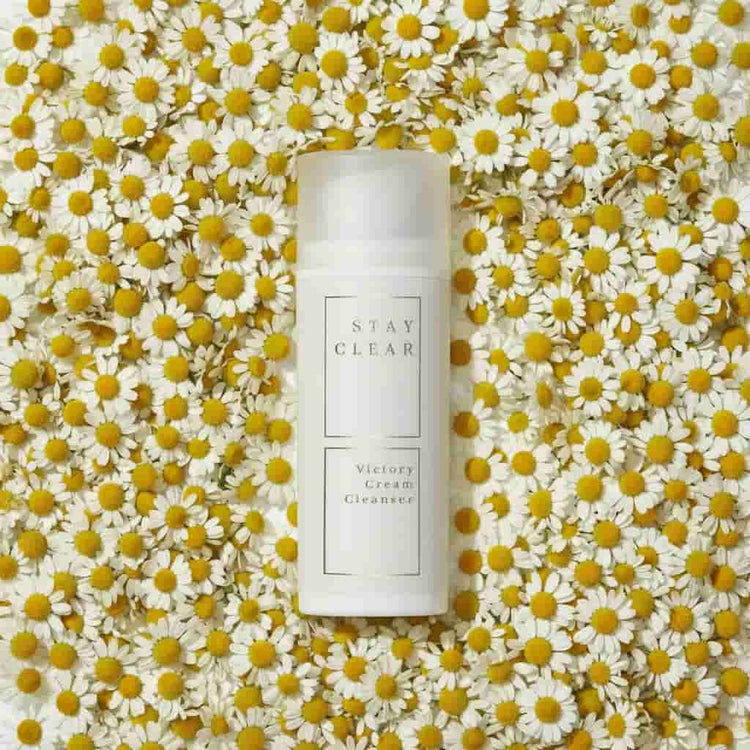 Stay Clear Beauty Victory Cream Cleanser nestled among fresh chamomile flowers highlighting chamomile extract as a key calming ingredient — cream cleanser for sensitive skin, acne-prone skin, redness, irritation, and skin barrier repair.

