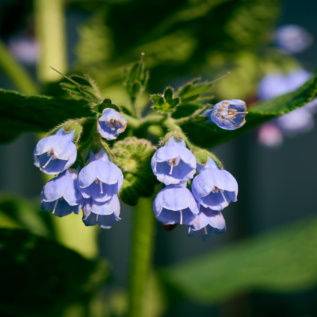 Comfrey flowers highlighting a key soothing botanical ingredient in Stay Clear Beauty Sun Shield Sheer Sunscreen SPF 30 — mineral sunscreen for sensitive skin, acne-prone skin, and daily UV protection.