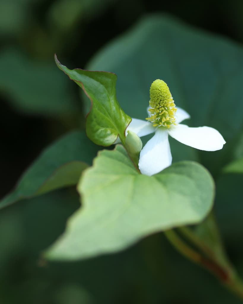 Close-up of Houttuynia cordata tiger grass plant with a white flower — the key botanical ingredient in Stay Clear Beauty Tiger Grass Relentless Hydration Toner for sensitive skin, redness, dehydrated skin, and skin barrier repair.
