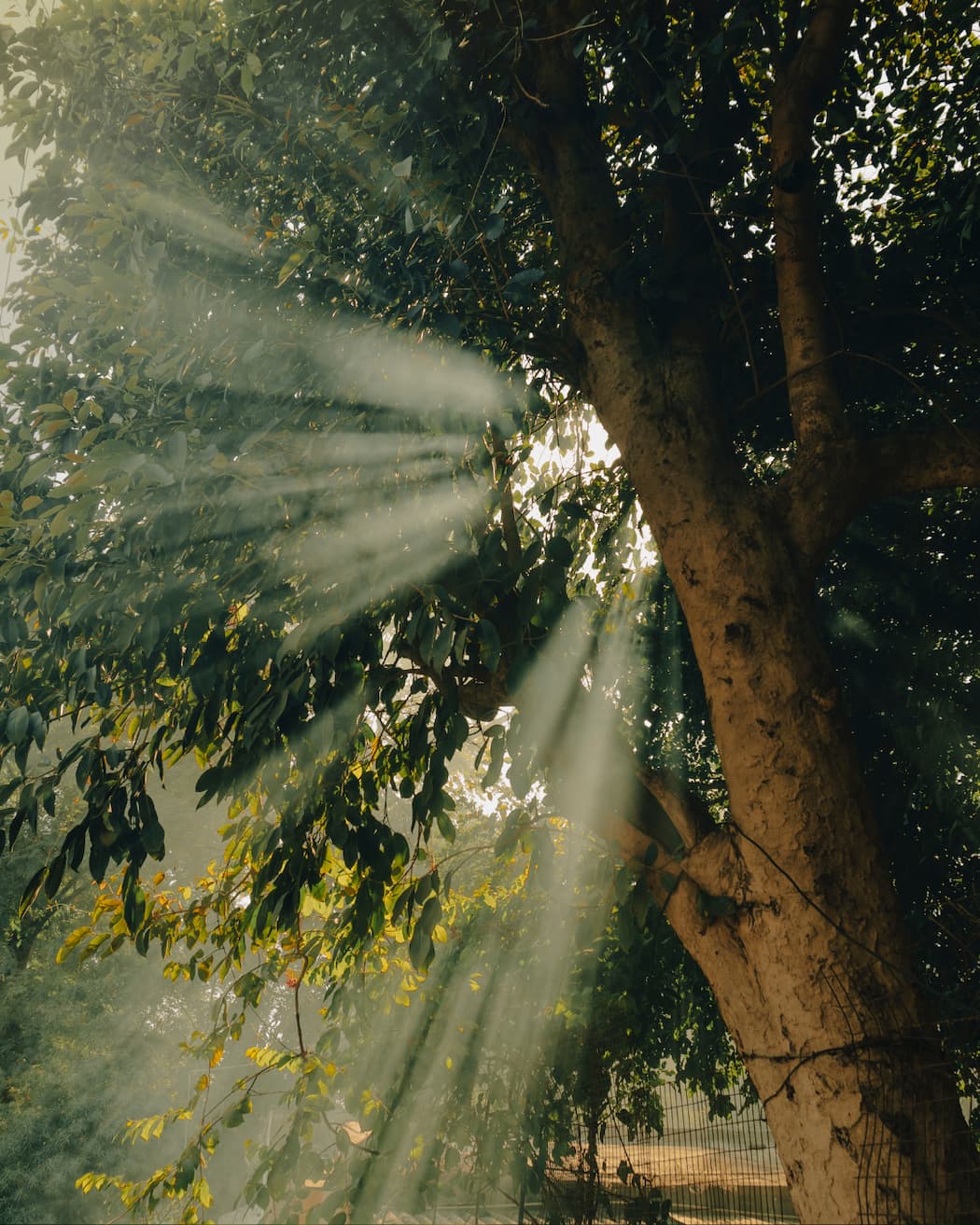 Sunlight streaming through tree canopy — Stay Clear Beauty Vanish Acne Gel uses benzoyl peroxide to release oxygen in pores, clearing acne-causing bacteria for active breakouts and acne-prone skin.
