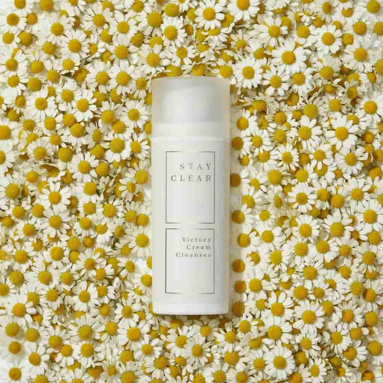 Stay Clear Beauty Victory Cream Cleanser nestled among fresh chamomile flowers highlighting chamomile extract as a key calming ingredient — cream cleanser for sensitive skin, acne-prone skin, redness, irritation, and skin barrier repair.
