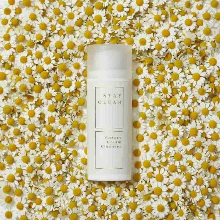Stay Clear Beauty Victory Cream Cleanser nestled among fresh chamomile flowers highlighting chamomile extract as a key calming ingredient — cream cleanser for sensitive skin, acne-prone skin, redness, irritation, and skin barrier repair