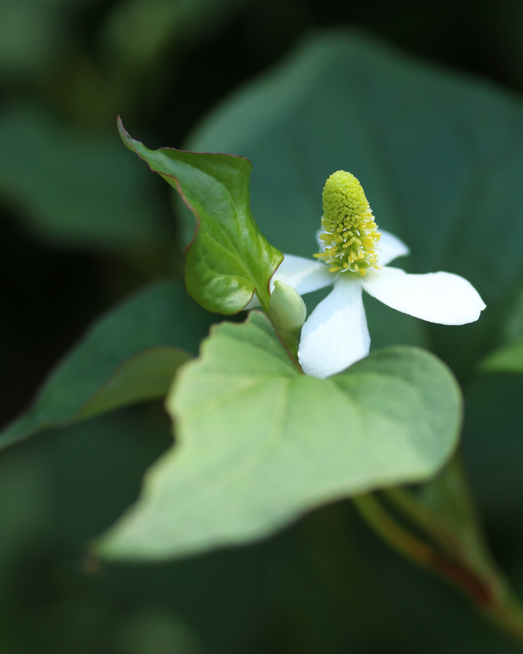 Close-up of Houttuynia cordata, the tiger grass plant with a white flower, the key botanical ingredient in Stay Clear Beauty Tiger Grass Toner