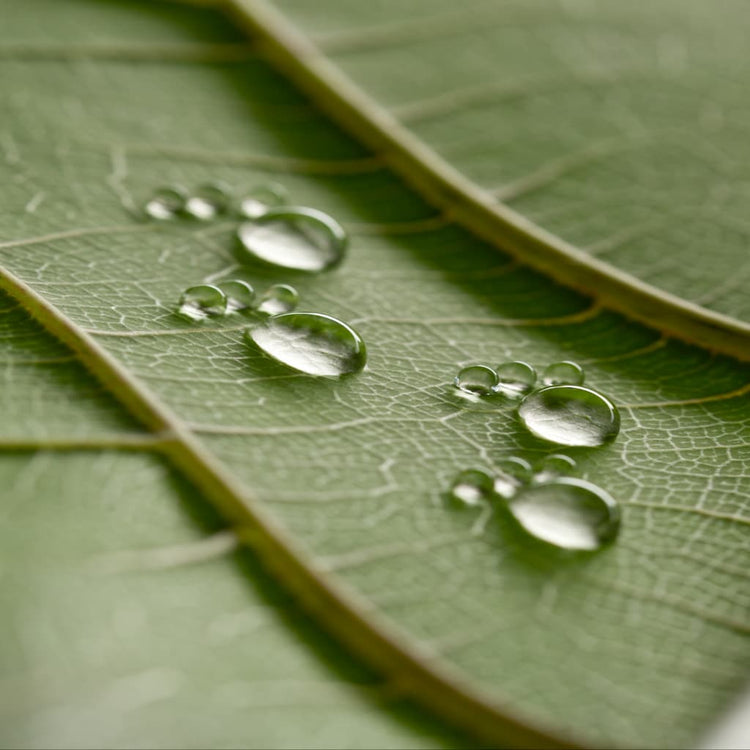 Close-up of water droplets representing the lightweight, deeply hydrating texture of Stay Clear Beauty Tiger Grass Relentless Hydration Toner — toner for sensitive skin, dehydrated skin, and skin barrier repair.